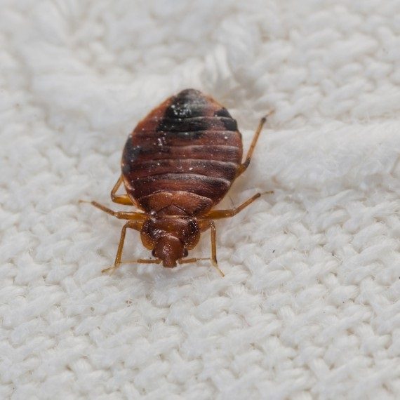Bed Bugs, Pest Control in Wembley Park, HA9. Call Now! 020 8166 9746