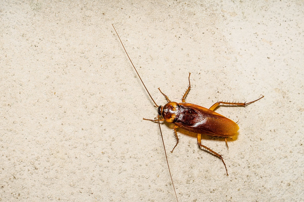 Cockroach Control, Pest Control in Wembley Park, HA9. Call Now 020 8166 9746