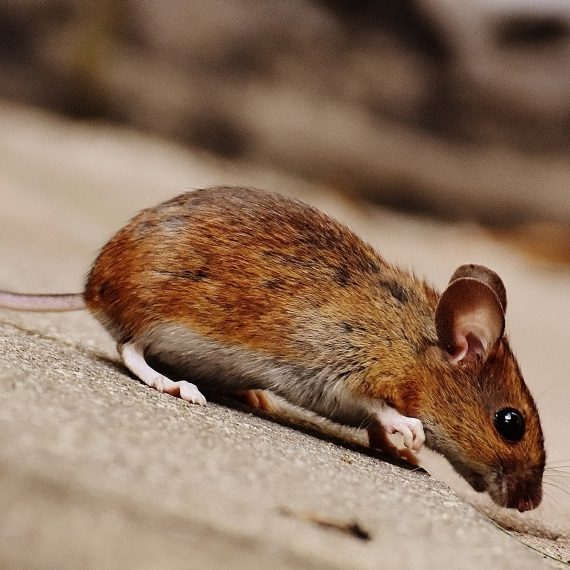 Mice, Pest Control in Wembley Park, HA9. Call Now! 020 8166 9746