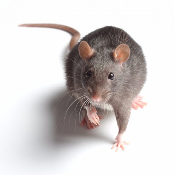 Rats, Pest Control in Wembley Park, HA9. Call Now! 020 8166 9746