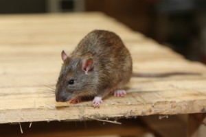 Rodent Control, Pest Control in Wembley Park, HA9. Call Now 020 8166 9746