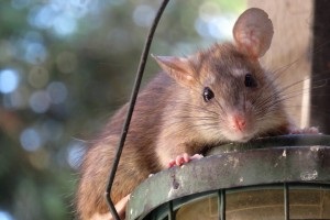 Rat Infestation, Pest Control in Wembley Park, HA9. Call Now 020 8166 9746