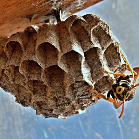 Wasps Nest, Pest Control in Wembley Park, HA9. Call Now! 020 8166 9746